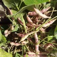 لوبیا چیتیلوبیا