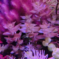 گیاه آکواریوم پلنت قیمت بسیار مناسب و کیفیت بالا|ماهی|تهران, جردن|دیوار