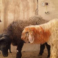 قوچ گله|حیوانات مزرعه|مسجد سلیمان, |دیوار