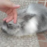 خرگوش