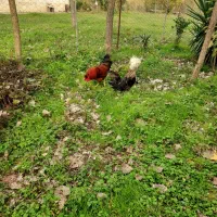 خروس لهستانی و خروس اصلاح شده گلپایگانی|حیوانات مزرعه|رشت, گلسار|دیوار