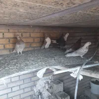 کبوتر|پرنده|فیروزکوه, |دیوار