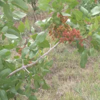 باغ زردآلو و انگور و پسته