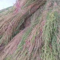 جارو محلی