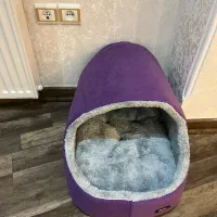 جای خواب گربه