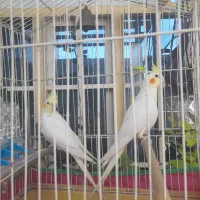 دوعدد عروس هلندی لوتینو زعفرانی