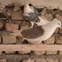کبوتر تزئینی|پرنده|نهاوند, |دیوار