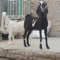 دو بز گلابی و پنجابی با دو کهره چاق کشتنی|حیوانات مزرعه|زابل, |دیوار