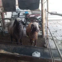 س بره دار بره نر او ماده  سه روزه از هر لخاظ سالم