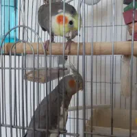 عروس هلندی مولد