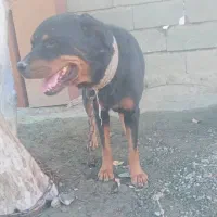 سگ روتوایلر|سگ|بندرعباس, |دیوار