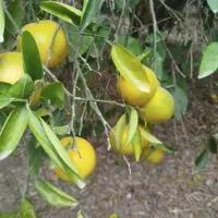 خدمات باغ بانی و درختکاری