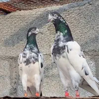 کبوتر بلندپرواز۱۴ساعت ضمانتی