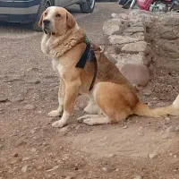 واگذاری سگ|سگ|شاهین دژ, |دیوار