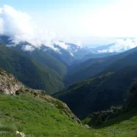 علفتراشی باغات
