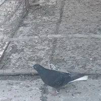 یک زاغ دم‌سفید پاک نر و ساده سیاه|پرنده|گالیکش, |دیوار