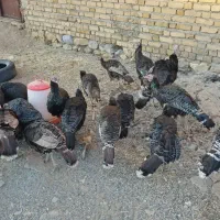 بوقلمون درشت وسرحال|حیوانات مزرعه|قیدار, |دیوار