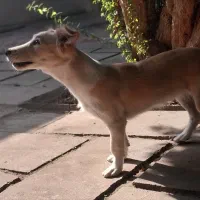 واگذاری رایگان سگ|سگ|ساری, |دیوار