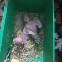 جوجه سرلاکی مرغ عشق ۳ عدد و عروس هلندی نر|پرنده|ماهدشت, |دیوار