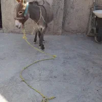 الاغ جوان|حیوانات مزرعه|کوهمره, |دیوار