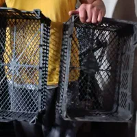 سبد اتوبوسی مخصوص قارچ|ظروف نگهدارنده، پلاستیکی، یکبارمصرف|سنندج, |دیوار