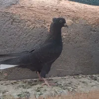 زاغدم سفید نر|پرنده|بردسکن, |دیوار