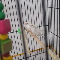 فنج|پرنده|مشهد, امیریه|دیوار