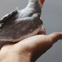 عروس هلندی بد اخلاق|پرنده|تربت‌حیدریه, آغوی|دیوار