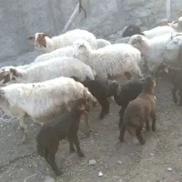 بیست و دو راس گوسفند بفروش میرسد