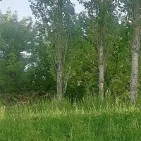 درخت قلمه تبریزی|گل و گیاه طبیعی|صومای برادوست, |دیوار