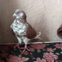 یدونه کبوتر گرگی نر|پرنده|ایواوغلی, |دیوار