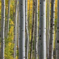 خرید انواع چوب گردو صنوبر بید وغیره ...|خدمات باغبانی و درختکاری|زاینده رود, |دیوار