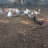 ۵ عدد غاز بالغ|حیوانات مزرعه|زرگرشهر, |دیوار