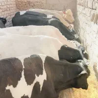 گوساله نر گاو