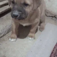 توله ی سرابی