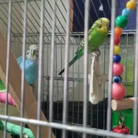 مرغ عشق|پرنده|قدس, شهر‌قدس|دیوار