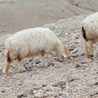 ۲۴راس میش روزگاری