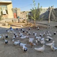 طوقی|پرنده|دهگلان, |دیوار