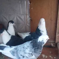 تکپروساده|پرنده|تاتار علیا, |دیوار