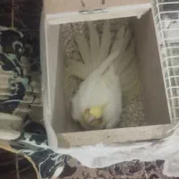 عروس خوب کار داده