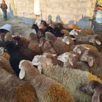 کل مناطق تهران و کرج گوسفند زنده موجود است|حیوانات مزرعه|تهران, فردوس|دیوار