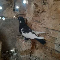 سینه نر