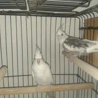 عروس هلندی البینو و دوکت