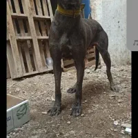 سگ ماده گریت|سگ|تهران, منیریه|دیوار