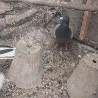 دمگیر|پرنده|اصفهان, میرعماد|دیوار