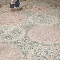 طوق سیا|پرنده|پاسارگاد, |دیوار