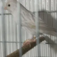 قناری ماده سیلور|پرنده|شیراز, نصر|دیوار