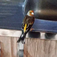 سره قناری تازه صاف لر ردی