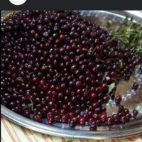 البالو