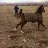 اسب عرب یکسر اسب